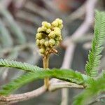 Acacia mearnsii 花