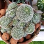 Rebutia heliosa Leaf