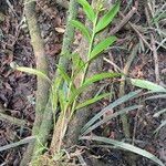 Polystachya pyramidalis Habit
