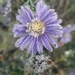 Aster amellus Blüte