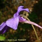 Pinguicula longifolia Flor