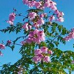 Dahlia imperialis Blüte