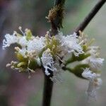 Cassipourea elliptica 花