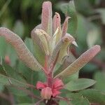 Arbutus xalapensis Flor