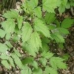 Actaea spicata Листок