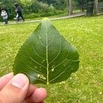 Populus x canadensis Leaf