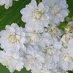 Spiraea cantoniensis Blüte