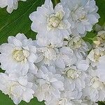 Spiraea cantoniensis Цвят