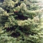 Cryptomeria japonica ᱥᱟᱠᱟᱢ