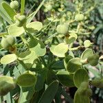 Euphorbia regis-jubae Folha