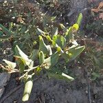 Ceanothus velutinus برگ