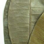 Himatanthus bracteatus Other