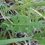 Cirsium tuberosum 葉