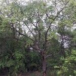 Commiphora mollis Hábito