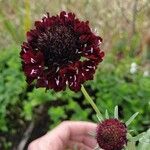 Scabiosa atropurpureaКветка