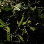 Galactia striata फल