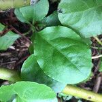 Pyrola asarifolia Blad