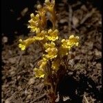 Orobanche fasciculata Hábito