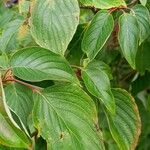 Cornus alternifolia Leaf