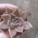 Echeveria colorata List