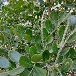 Sophora secundiflora Blatt