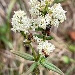 Galium boreale Flower