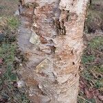 Betula × caerulea Corteza