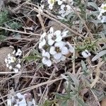 Hornungia alpina Blomma