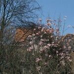 Magnolia sprengeri Habitat