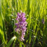 Dactylorhiza majalis Fula