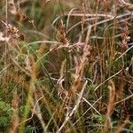 Juncus gerardi Habit