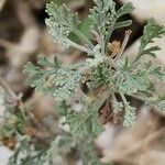 Artemisia sieberi Leaf