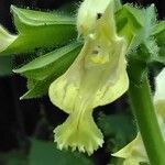 Salvia glutinosa Blüte