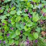 Viola odorata 整株植物