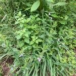 Scutellaria galericulata Habitus