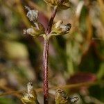 Valeriana celtica Gyümölcs