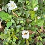 Rubus trivialis Kvet