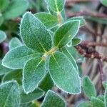 Salix pyrenaica Leaf