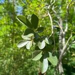 Handroanthus ochraceus Leaf