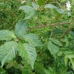 Rubus bertramii Blad