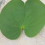 Bauhinia monandra Leaf