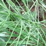 Equisetum arvense 葉