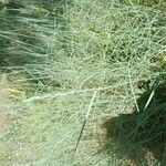 Elymus pungens Flower