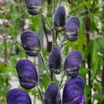 Aconitum napellus Flower