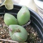 Conophytum velutinum Leaf