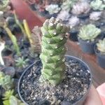 Euphorbia ritchieiKora