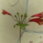 Alstroemeria pulchella Virág