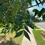 Pistacia chinensis Folha