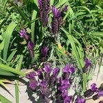 Lavandula stoechasBlüte