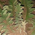 Verbascum sinuatum Leaf